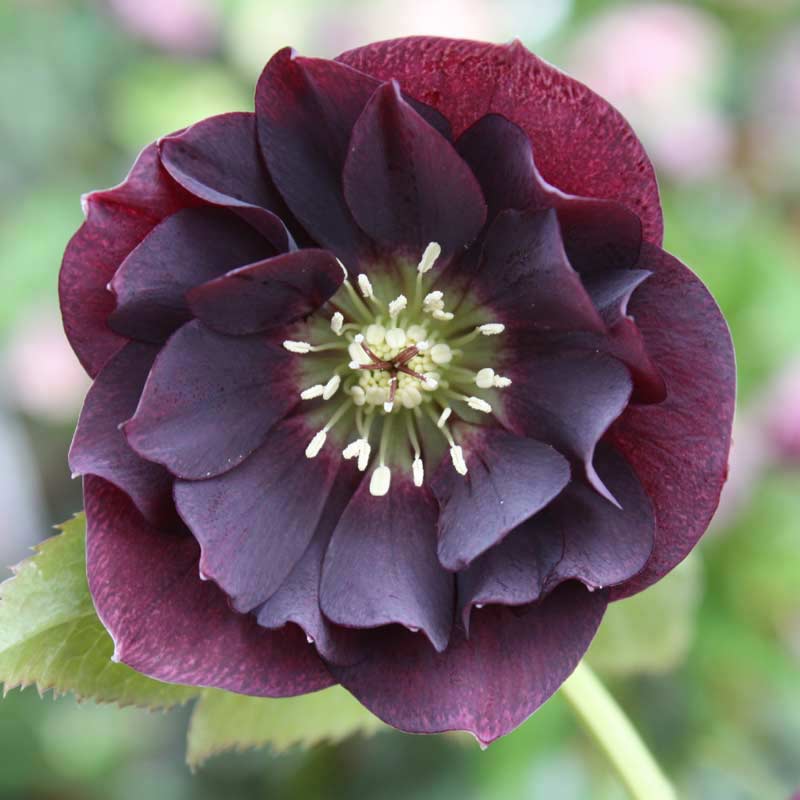 Helleborus orientalis 'Double Ellen Purple'